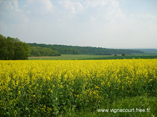 rapeseed field in Picardy nothern France