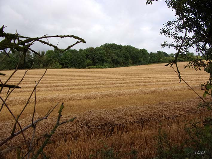 Fields in Somme area