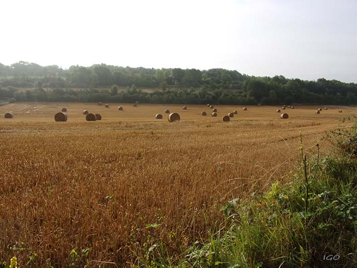 Golden wheat fields in Picardie