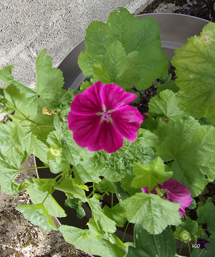 Mallow flower