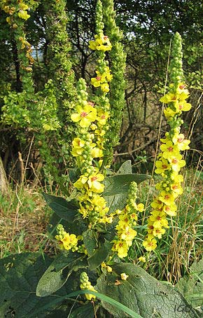 Mullein